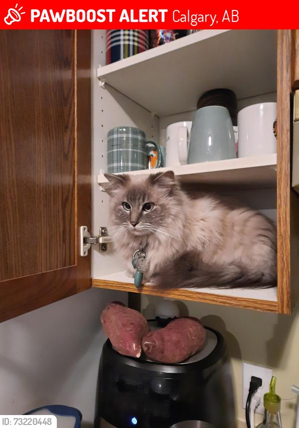 Lost Female Cat last seen Deerfield Green SE, Calgary, AB 