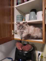 Lost Female Cat last seen Deerfield Green SE, Calgary, AB 