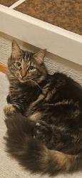 Reunited Male Cat last seen Near N Raymond Rd, Spokane Valley, WA 99206, USA, Spokane Valley, WA 99206