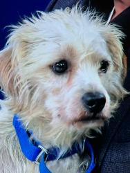 Shelter Stray Male Dog last seen Home Avenue, San Diego, CA, 92105, 5500 Gaines St, San Diego, CA 92110, USA