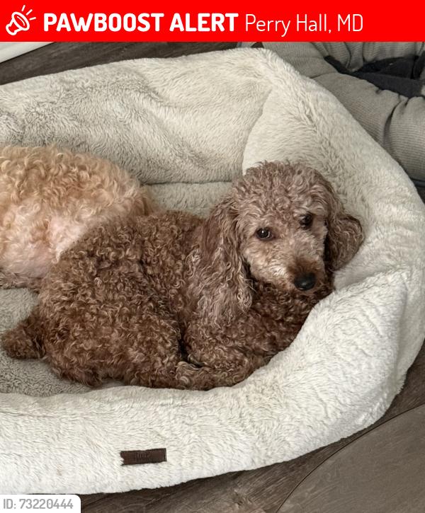 Lost Female Dog last seen Joppa Rd and Sliver Spring Rd, Perry Hall, MD 21234