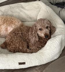 Lost Female Dog last seen Joppa Rd and Sliver Spring Rd, Perry Hall, MD 21234