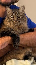 Reunited Female Cat last seen Burnham Drive S, Hendersonville, TN 37075