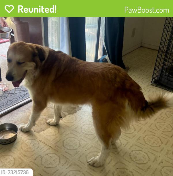 Reunited Male Dog last seen FM 78 and Manderly converse, Converse, TX 78109