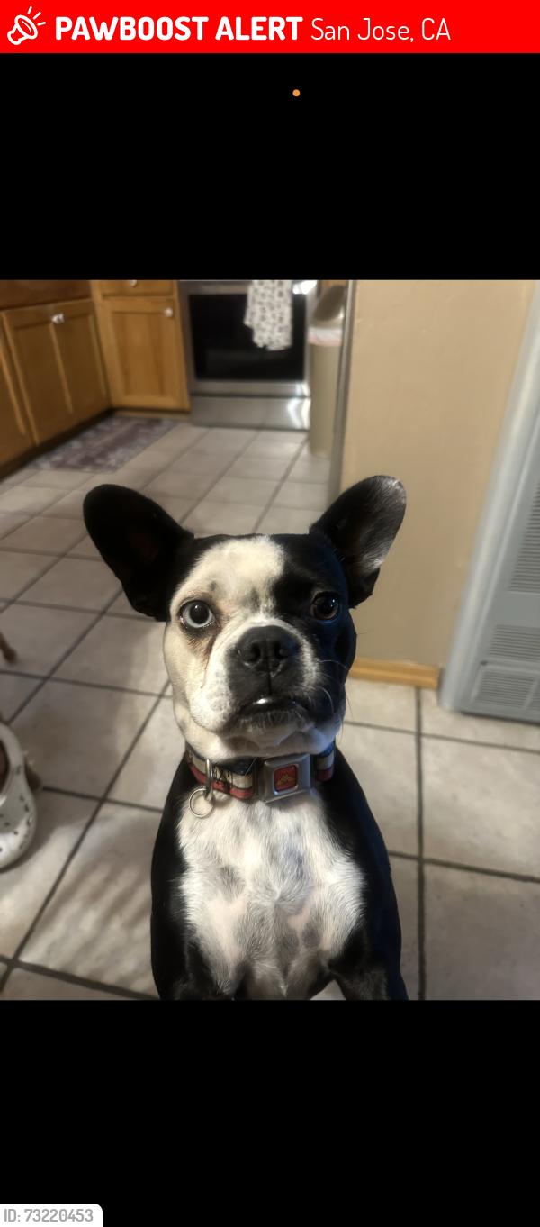 Lost Female Dog last seen Tully and Senter (Costco parking lot), San Jose, CA 95112