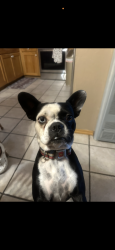 Lost Female Dog last seen Tully and Senter (Costco parking lot), San Jose, CA 95112