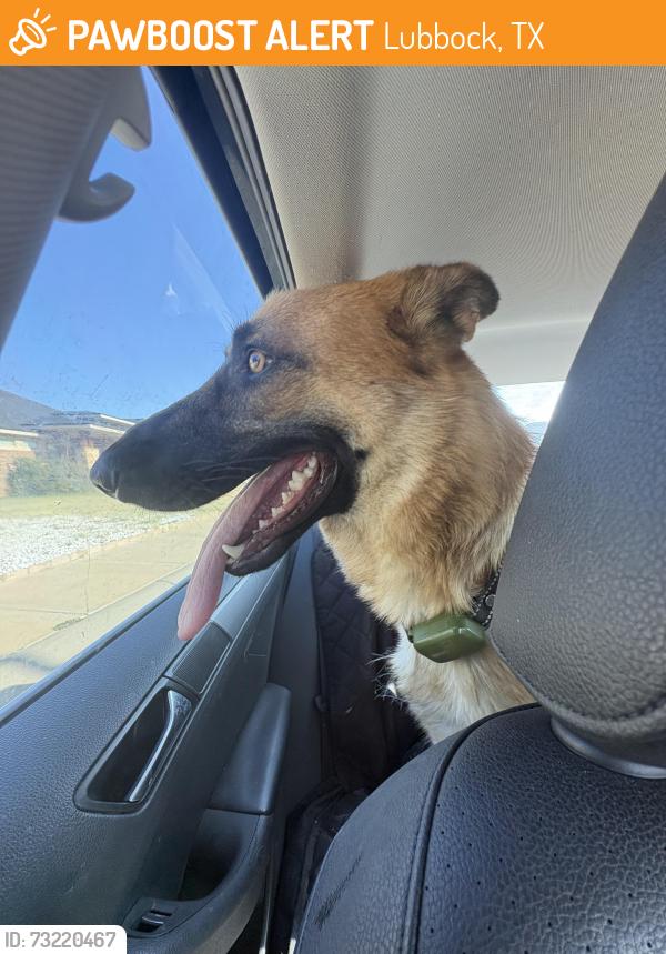 Found/Stray Female Dog last seen Toot and totum on upland and 82nd, Lubbock, TX 79424