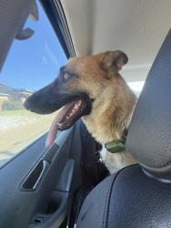 Found/Stray Female Dog last seen Toot and totum on upland and 82nd, Lubbock, TX 79424