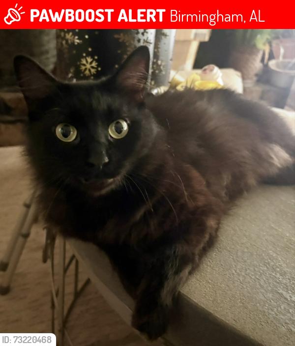 Lost Female Cat last seen BERRY RD (Homewood) off Columbiana Road, Birmingham, AL 35226