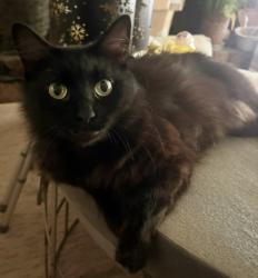 Lost Female Cat last seen BERRY RD (Homewood) off Columbiana Road, Birmingham, AL 35226