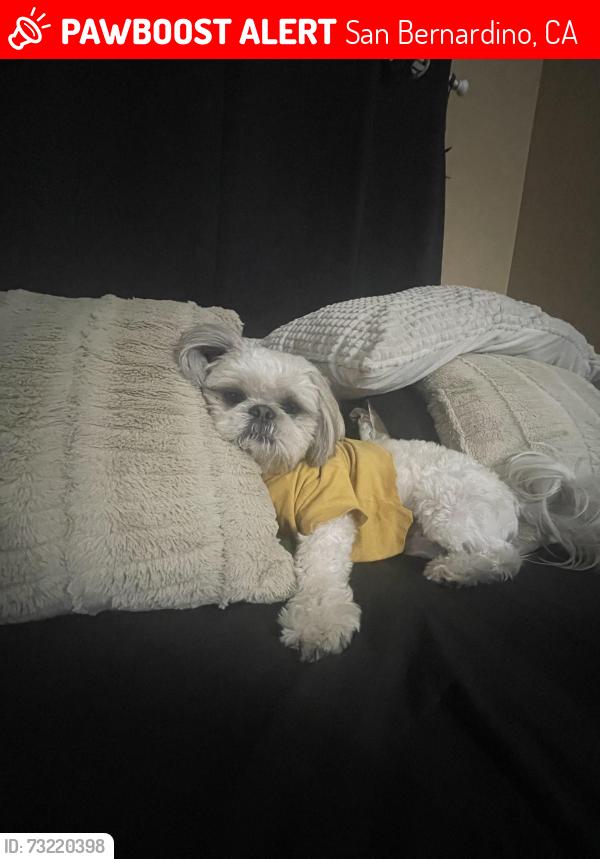 Lost Male Dog last seen Mt Vernon Ave & mill st, San Bernardino, CA 92410