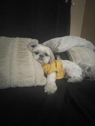 Lost Male Dog last seen Mt Vernon Ave & mill st, San Bernardino, CA 92410
