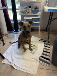 Found/Stray Female Dog last seen San Pedro Springs Park, San Antonio, TX 78212
