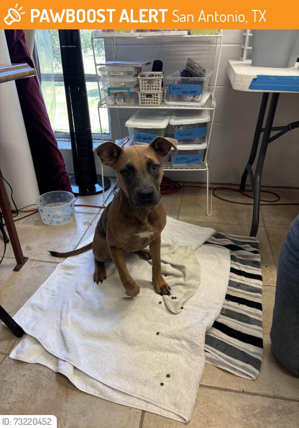 Found/Stray Female Dog last seen San Pedro Springs Park, San Antonio, TX 78212