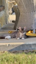 Found/Stray Unknown Cat last seen Virginia and Coit, McKinney, TX 75071