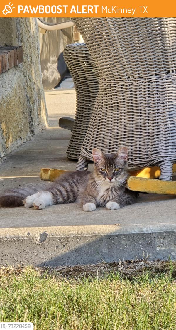 Found/Stray Unknown Cat last seen Virginia and Coit, McKinney, TX 75071