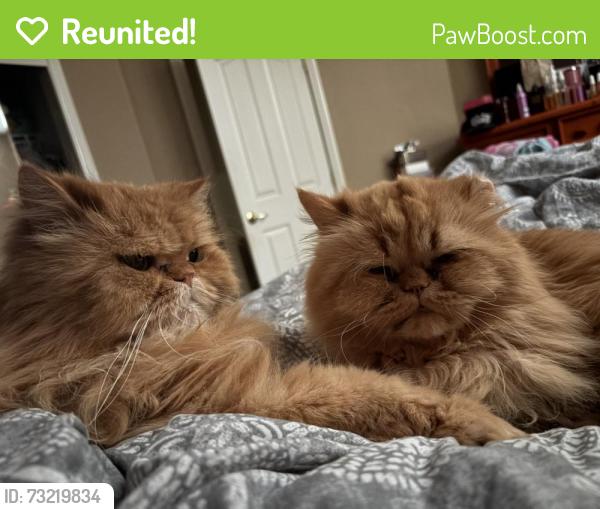 Reunited Male Cat last seen Power Inn, Sacramento, CA 95824