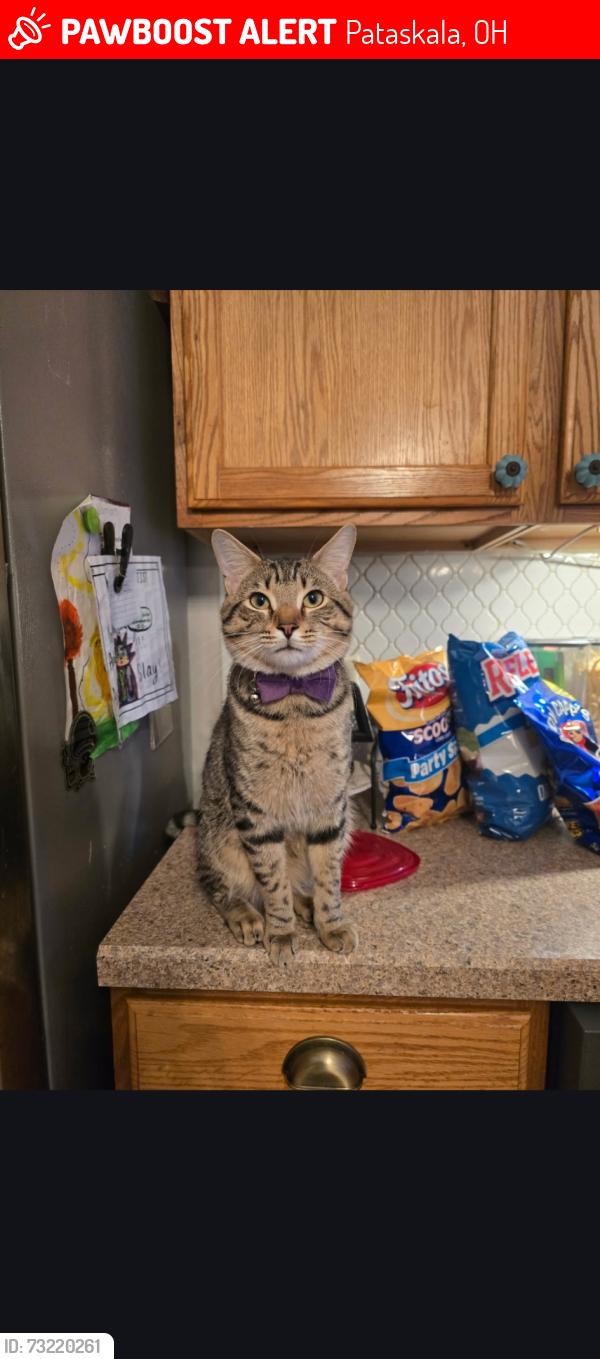 Lost Male Cat last seen Cameron Chase Subdivision, rt 310 & Refugee Rd, Pataskala, OH 43062