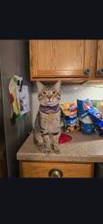 Lost Male Cat last seen Cameron Chase Subdivision, rt 310 & Refugee Rd, Pataskala, OH 43062