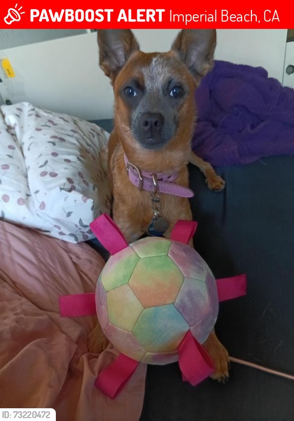 Lost Female Dog last seen Near Emory St Imperial Beach 91932, Imperial Beach, CA 91932