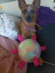 Lost Female Dog last seen Near Emory St Imperial Beach 91932, Imperial Beach, CA 91932