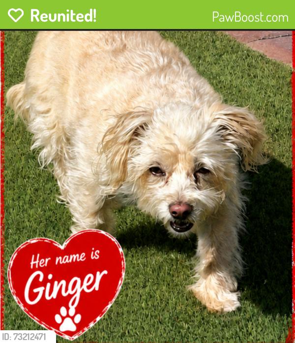 Reunited Female Dog last seen Deanna Way and Fallon St., Henderson, NV 89074