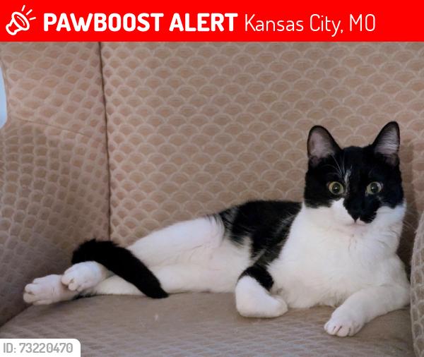 Lost Male Cat last seen East 43rd St, Kansas City, MO 64131