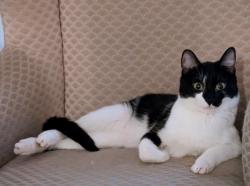 Lost Male Cat last seen East 43rd St, Kansas City, MO 64131