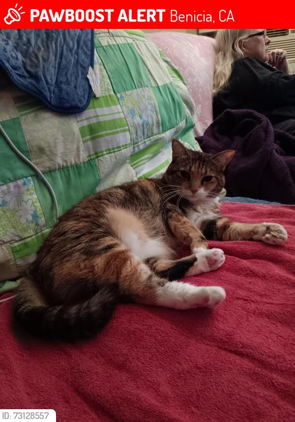 Lost Female Cat last seen Near 725 Militany east. Benicia CA, Benicia, CA 94510
