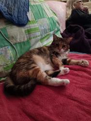 Lost Female Cat last seen Near 725 Militany east. Benicia CA, Benicia, CA 94510