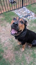 Reunited Female Dog last seen Leesville Rd & Crestmont Dr, Raleigh, NC, Raleigh, NC 27613
