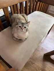Lost Female Cat last seen Near S Hudson Ct, Centennial, CO 80122