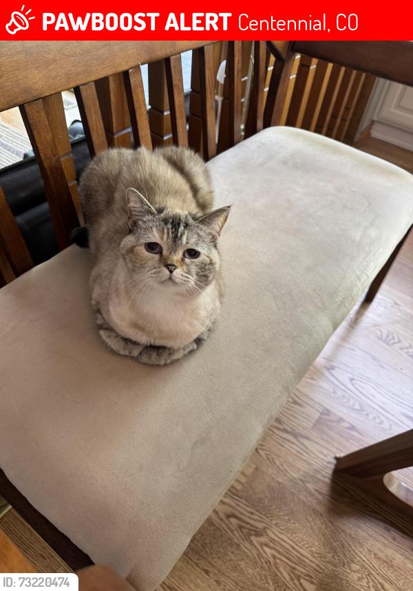Lost Female Cat last seen Near S Hudson Ct, Centennial, CO 80122