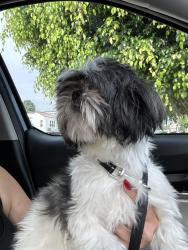 Found/Stray Female Dog last seen Summerland and bandini in San Pedro, Los Angeles, CA 90731