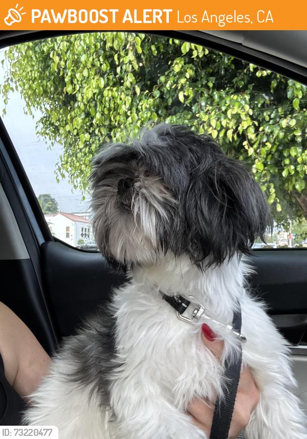 Found/Stray Female Dog last seen Summerland and bandini in San Pedro, Los Angeles, CA 90731