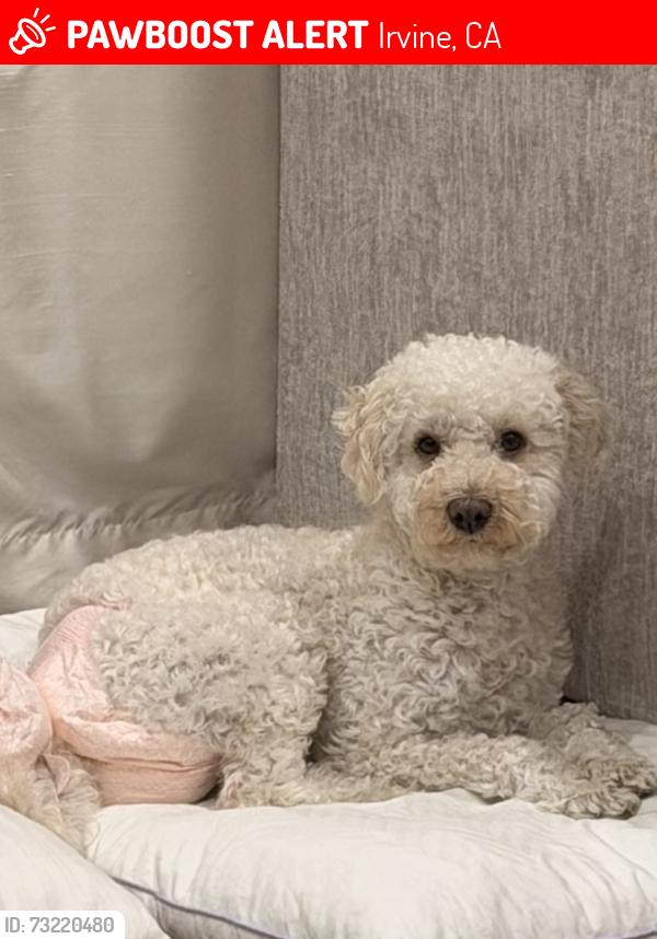 Lost Male Dog last seen Tartan, Irvine, CA 92620
