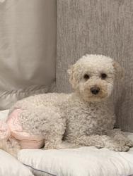 Lost Male Dog last seen Tartan, Irvine, CA 92620