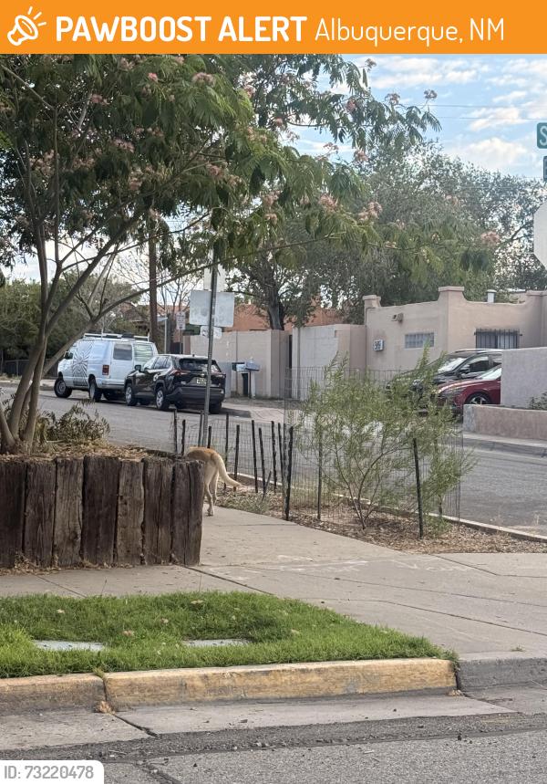 Found/Stray Unknown Dog last seen Buena Vista Dr, Albuquerque, NM 87106