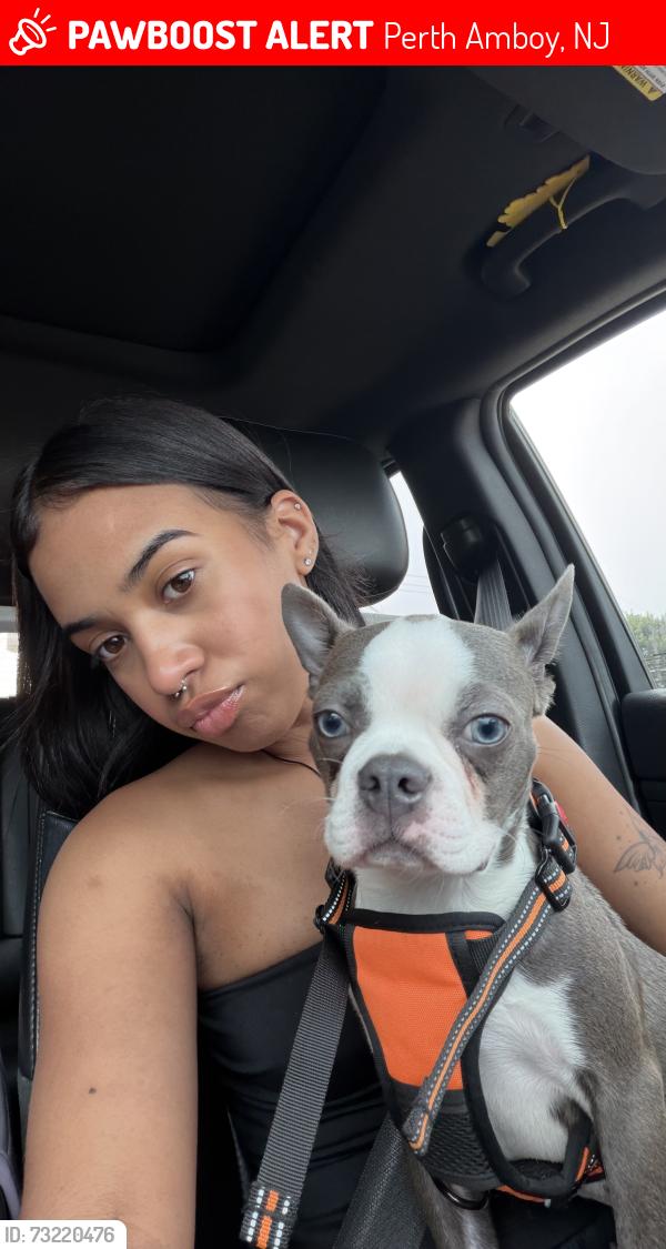 Lost Male Dog last seen convery blvd, Perth Amboy, Perth Amboy, NJ 08861