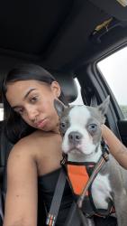 Lost Male Dog last seen convery blvd, Perth Amboy, Perth Amboy, NJ 08861