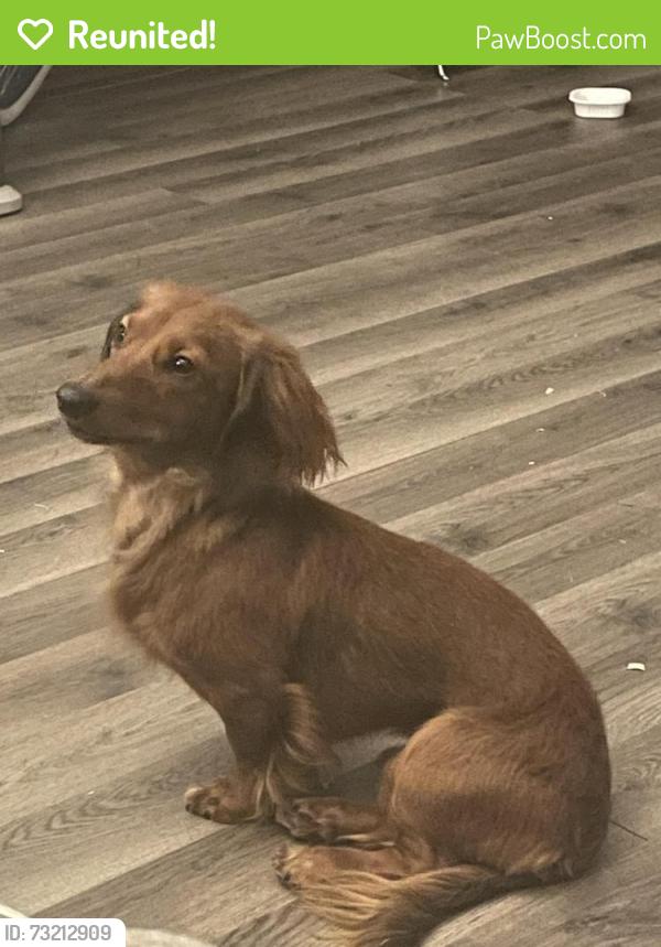 Reunited Male Dog last seen Fast Eddie’s Chicken, Alton, IL 62002