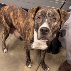 Shelter Stray Female Dog last seen , 3607 N Armenia Ave, Tampa, FL 33607, USA