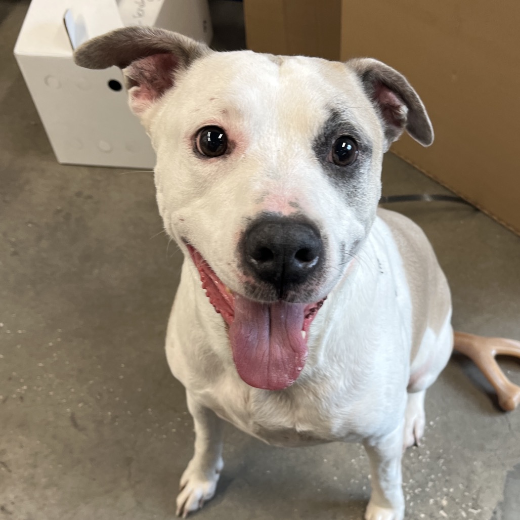Shelter Stray Female Dog last seen , 3607 N Armenia Ave, Tampa, FL 33607, USA