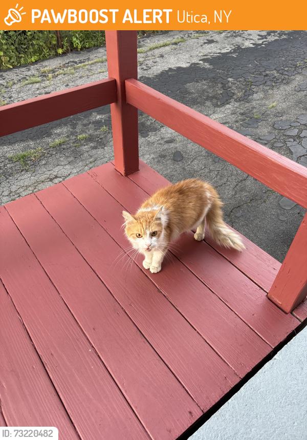 Rehomed Unknown Cat last seen Blandina street, Utica, NY 13501