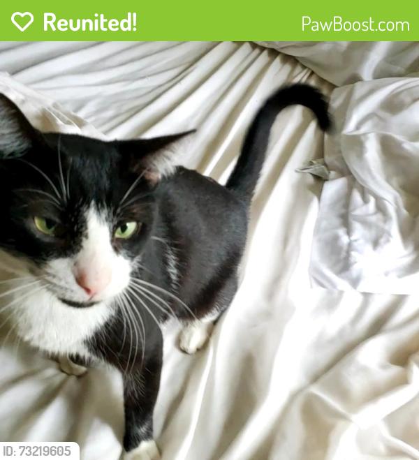 Reunited Male Cat last seen Upland and Haversham, Alexandria, VA 22310