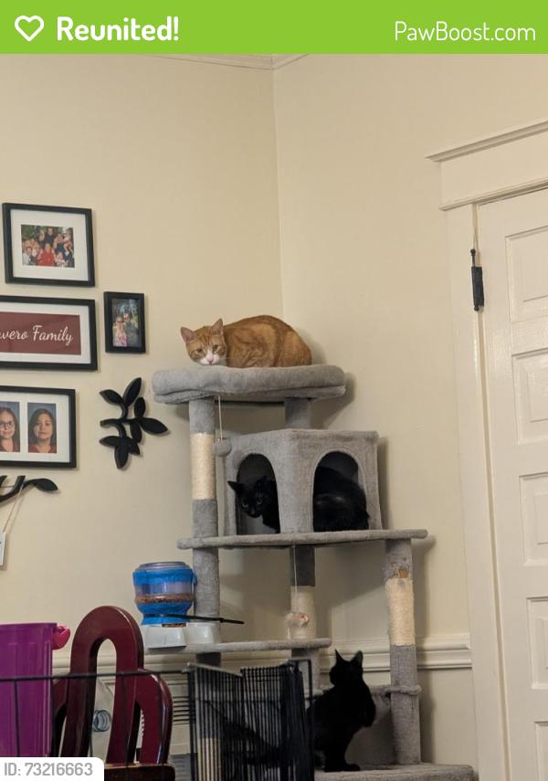 Reunited Male Cat last seen N 3rd and Hancock going towards 4th, Smithfield, NC 27577