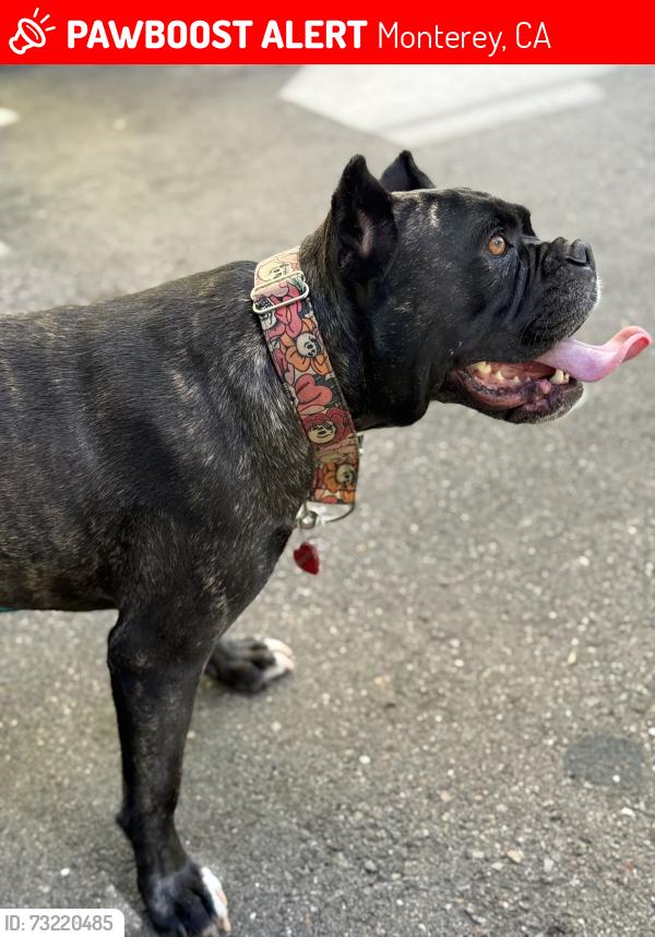 Lost Female Dog last seen Munras and Hwy 1 South, Monterey, CA 93940