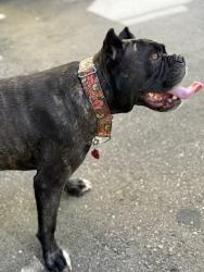 Lost Female Dog last seen Munras and Hwy 1 South, Monterey, CA 93940