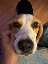 Found/Stray Male Dog last seen 91st & Appleton Ave, Milwaukee, WI 53225
