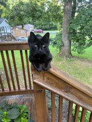 Found/Stray Unknown Cat last seen Wilderness and Cecil ave, Knoxville, TN 37917